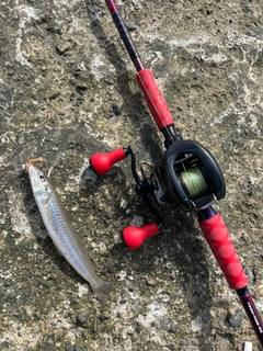 シロギスの釣果