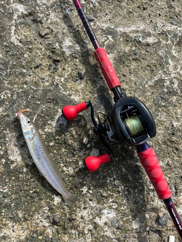 シロギスの釣果