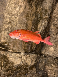 オジサンの釣果