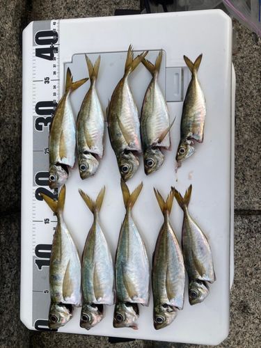 アジの釣果