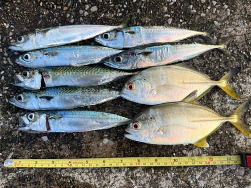 ロウニンアジの釣果