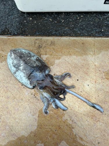 モンゴウイカの釣果