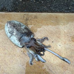 モンゴウイカ