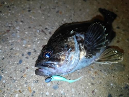 クロソイの釣果