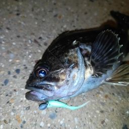 クロソイ