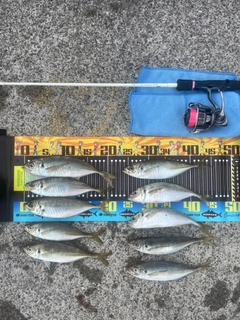 アジの釣果