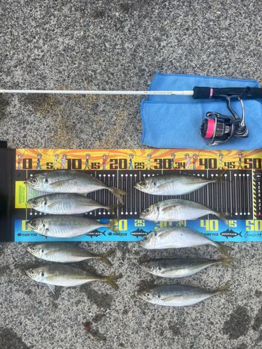 アジの釣果