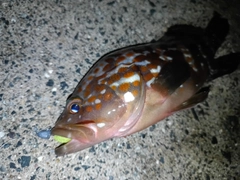 キジハタの釣果