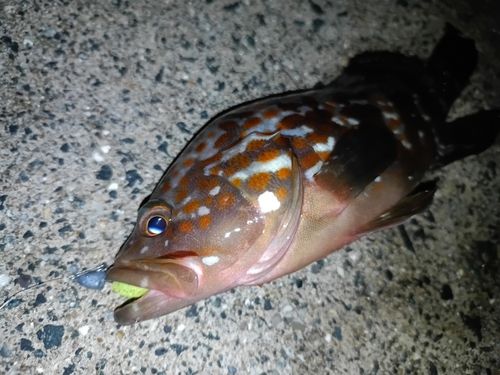 キジハタの釣果