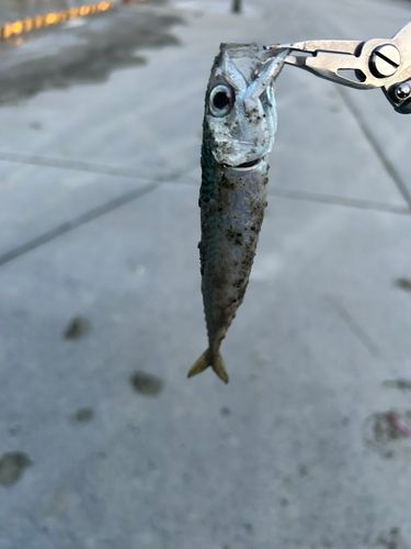 サバの釣果