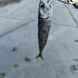 サバ