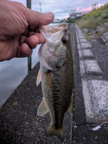 釣果