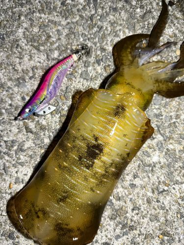 アオリイカの釣果