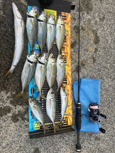 アジの釣果