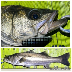 シーバスの釣果