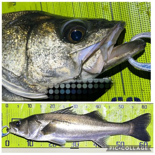 シーバスの釣果