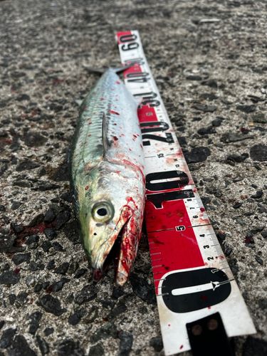 サゴシの釣果