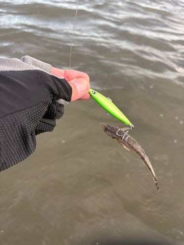 マゴチの釣果