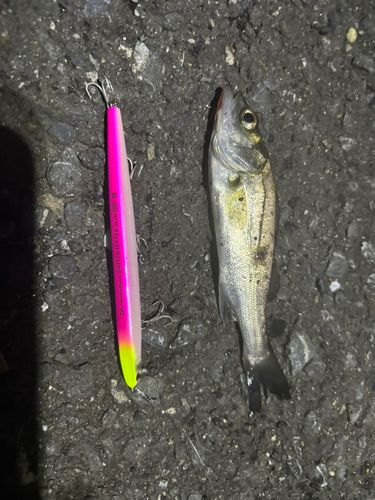 シーバスの釣果