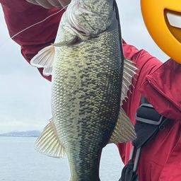 ブラックバス
