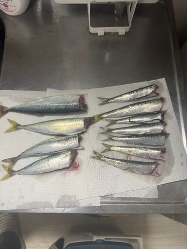 イワシの釣果