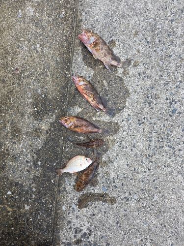 キジハタの釣果
