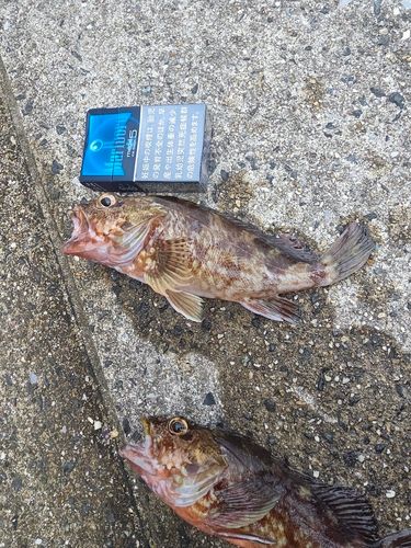 キジハタの釣果