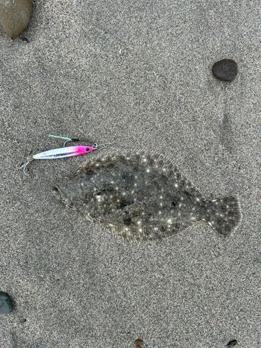 ソゲの釣果