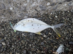 メッキの釣果