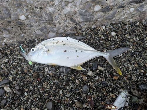 メッキの釣果