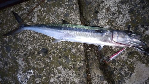 サゴシの釣果