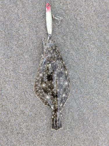 ソゲの釣果