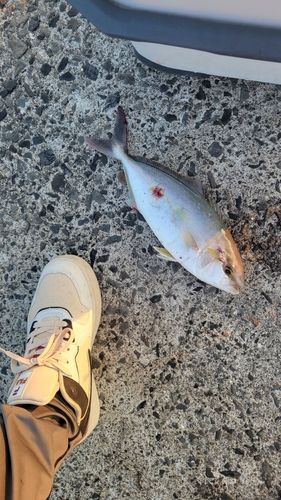 シオの釣果