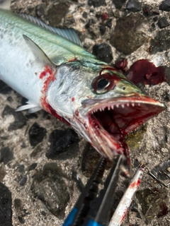 サゴシの釣果