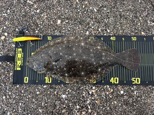 ヒラメの釣果