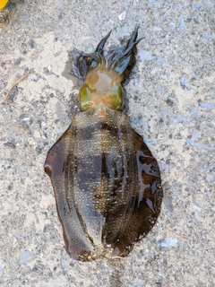 アオリイカの釣果