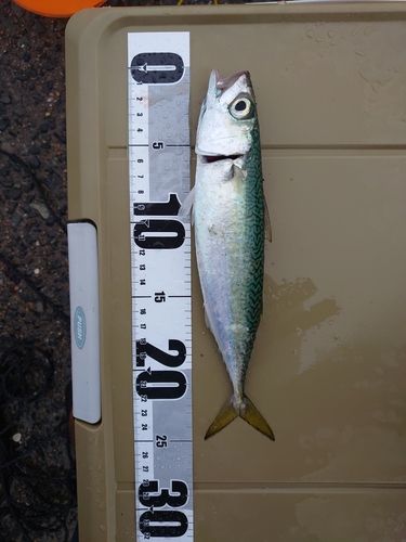 サバの釣果