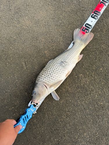 コイの釣果