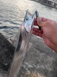 タチウオの釣果