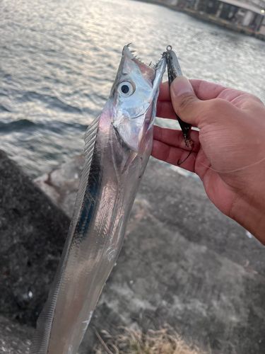 タチウオの釣果