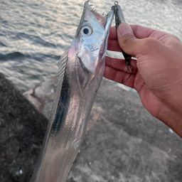 タチウオ