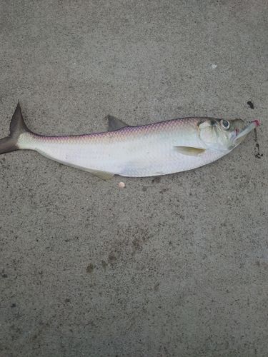 ヒラの釣果