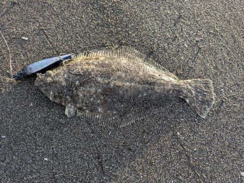 ヒラメの釣果