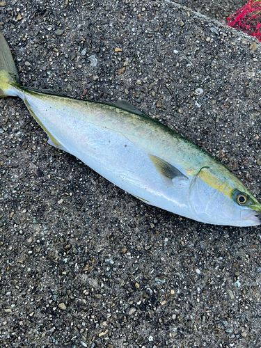 ハマチの釣果