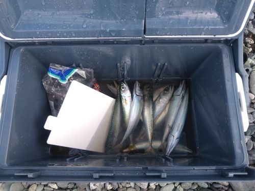 サバの釣果