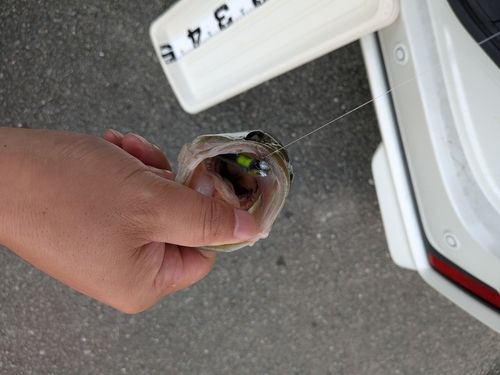ブラックバスの釣果