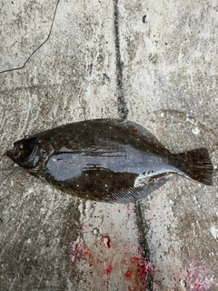 ヒラメの釣果