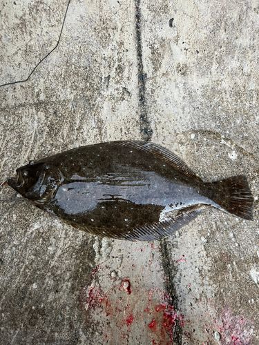 ヒラメの釣果