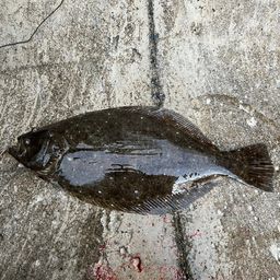ヒラメ