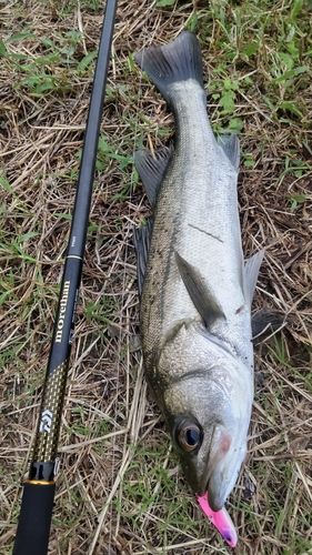 釣果